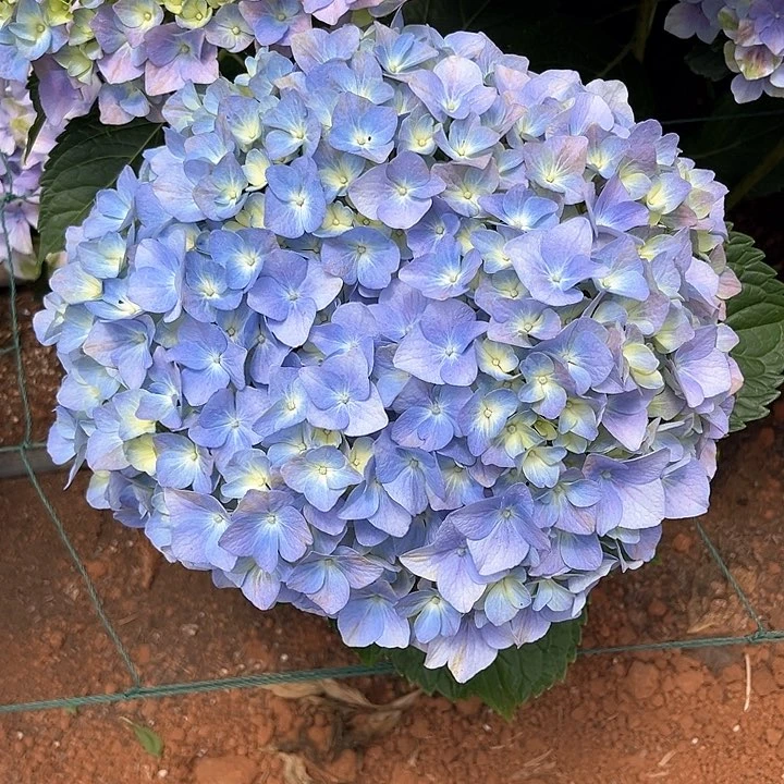 绣球基地现采K125