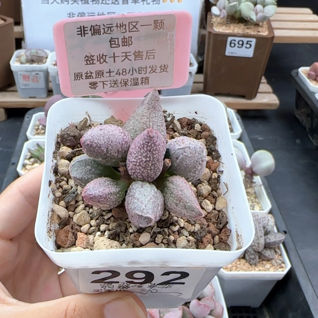 292翡翠哈莫杂多肉