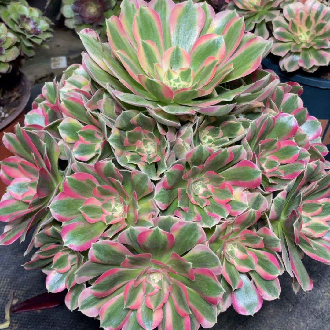 156七彩石精品法师老桩