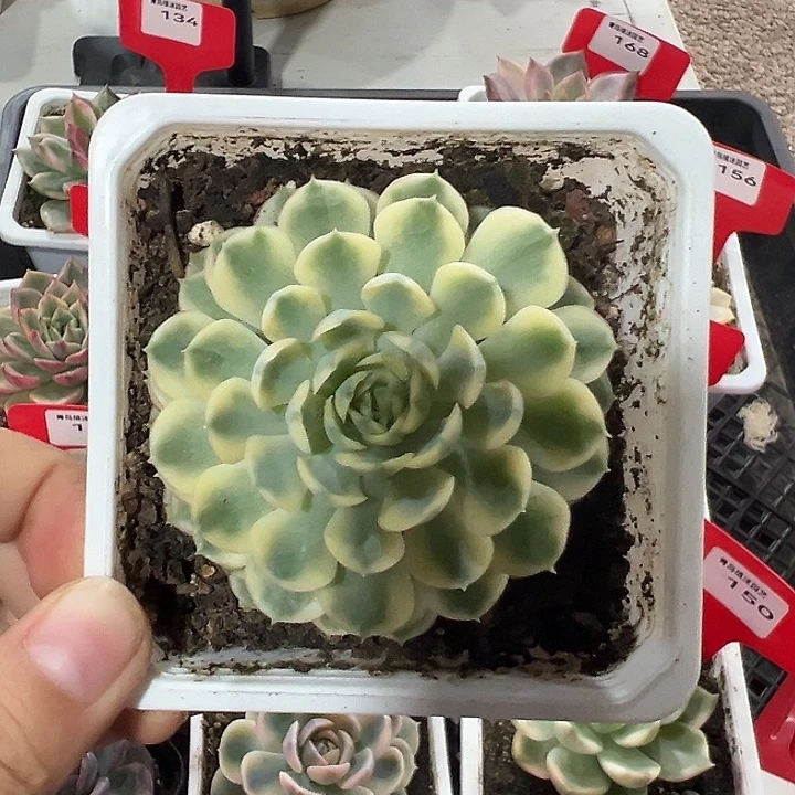梦幻玫瑰锦多肉植物