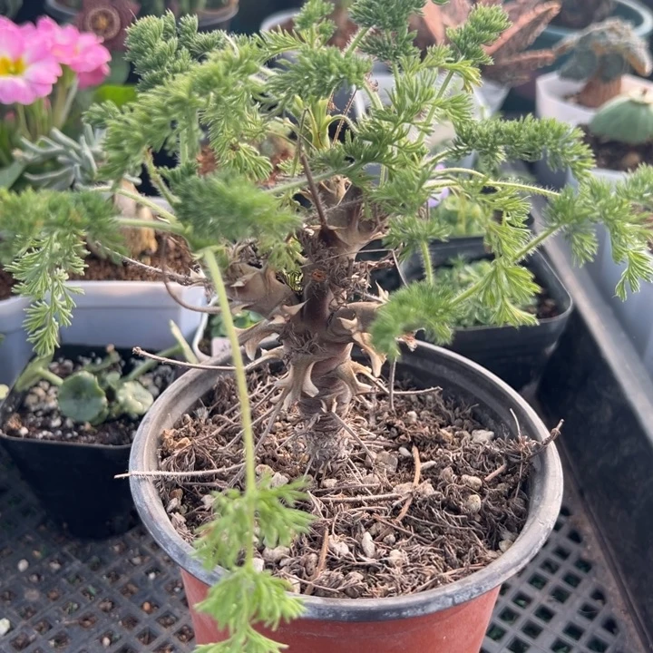 出云洋奎，一物一拍