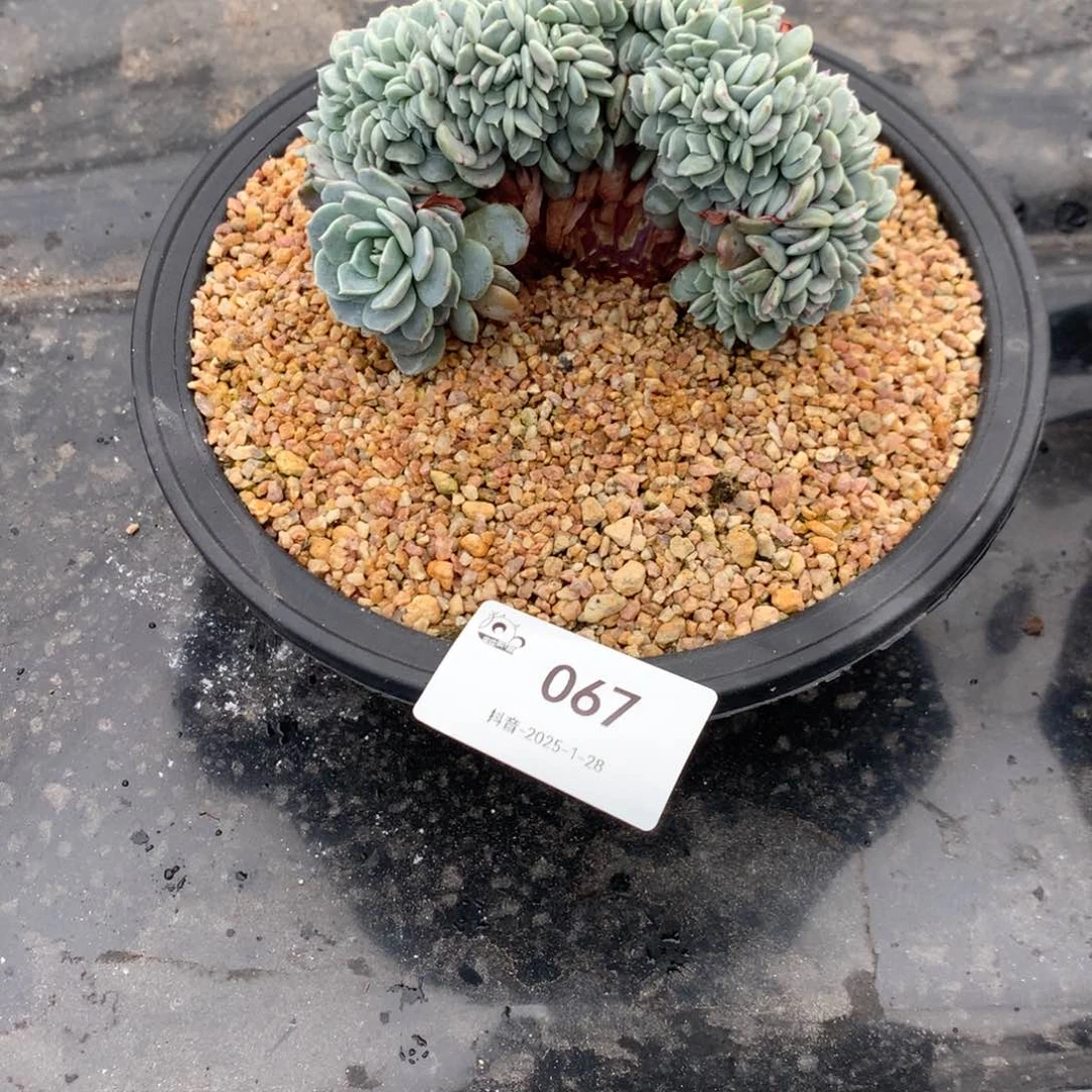 是**呀067号海棠花多肉