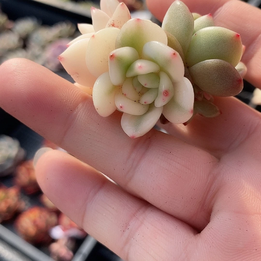 1259梦露锦多肉植物哇啦塞哇啦塞