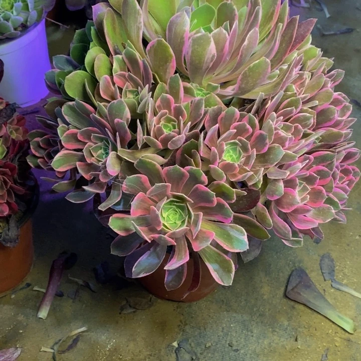 浣纱多肉断头不包0725