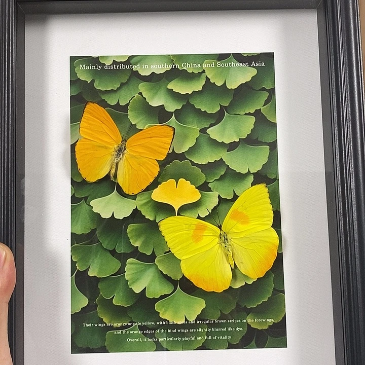 大理石磁石杏飞粉蝶光纹飞粉蝶