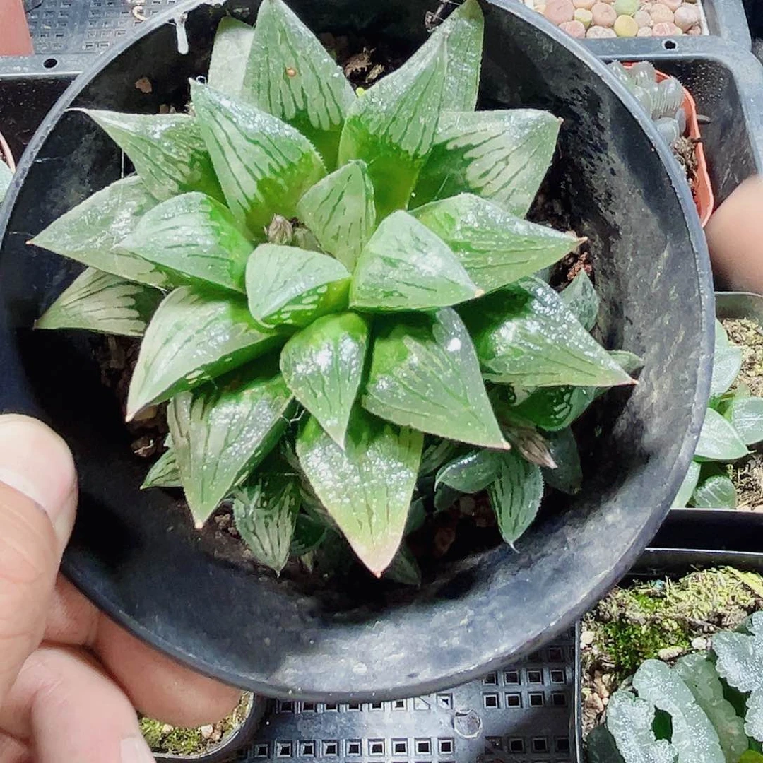 漂亮的寿新手好养