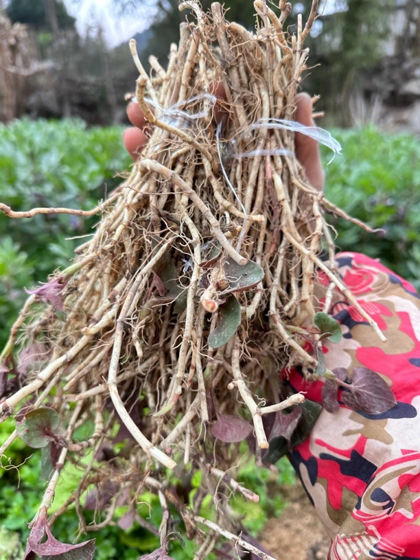 贵州大山野生折耳根鱼腥草