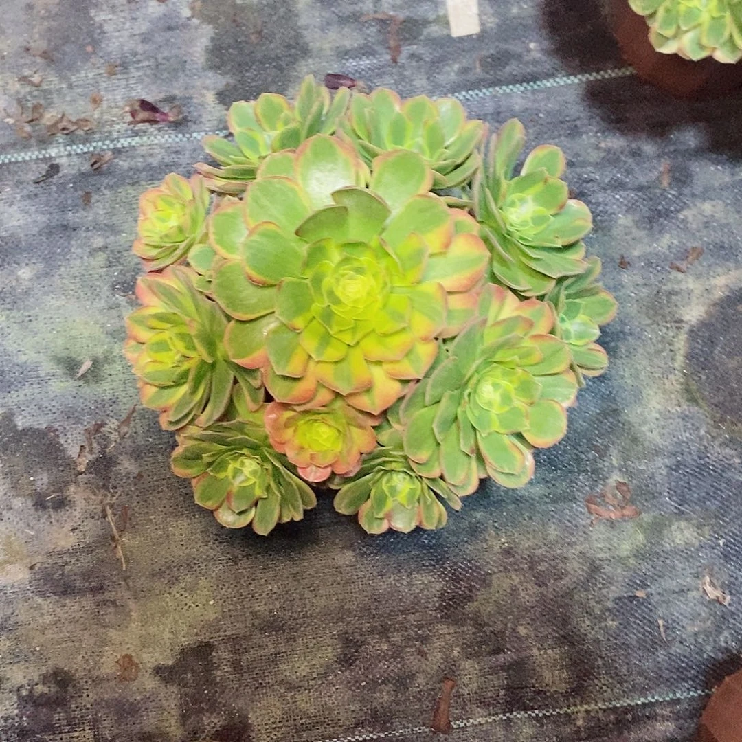 奶白690多肉11111