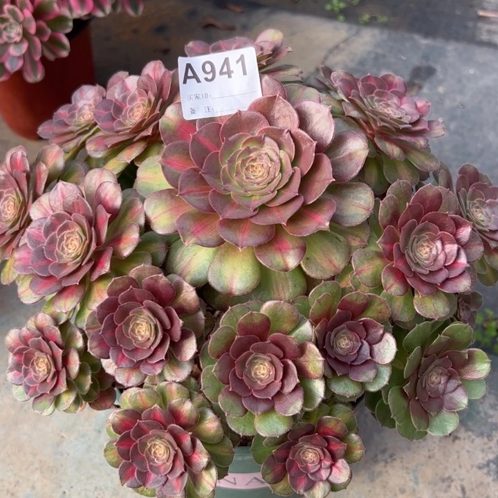 941抹茶26厘米左右