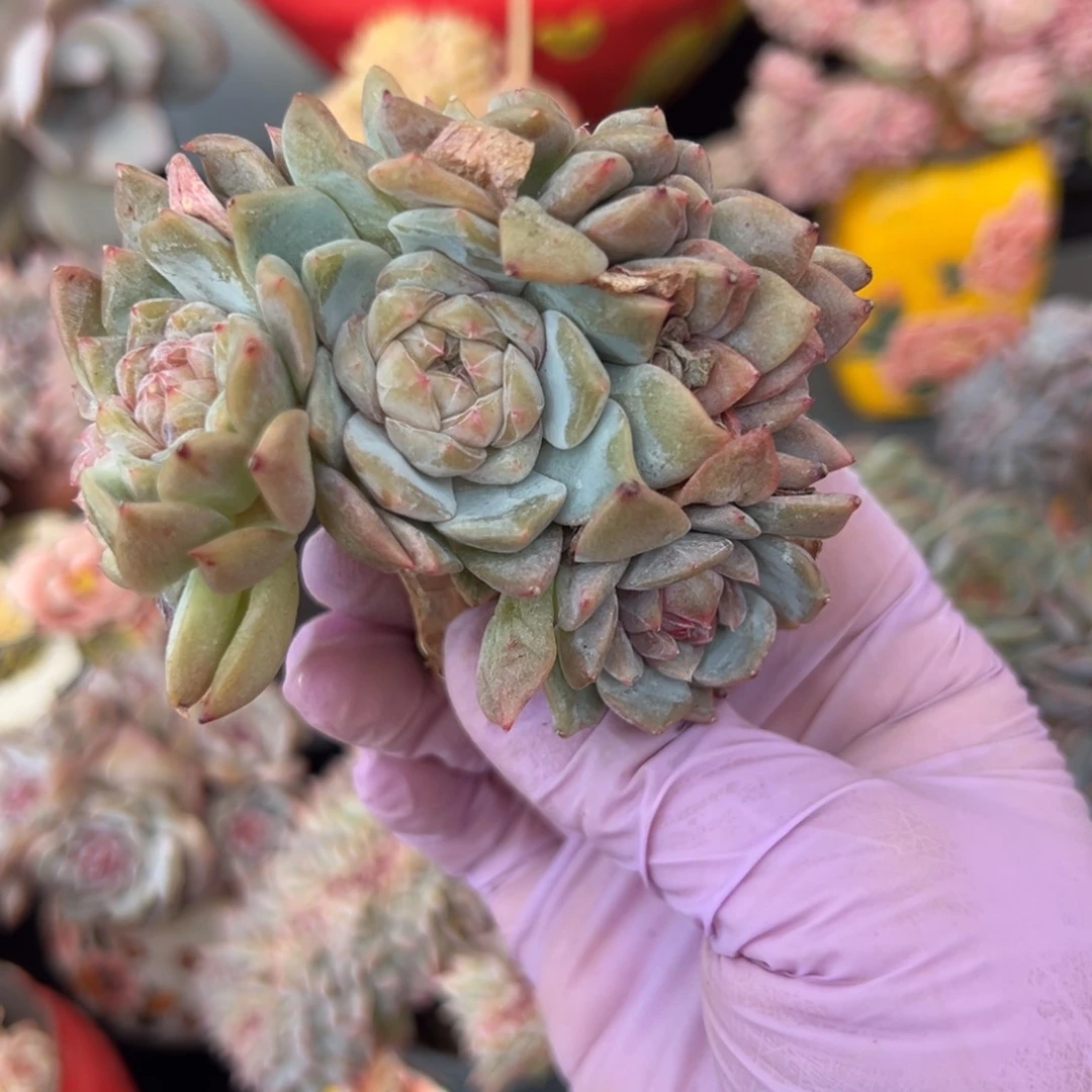 6头朵朵带缀 新年快乐