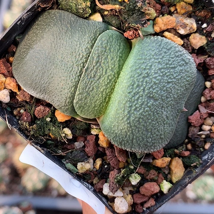 255 实生卧牛5厘米