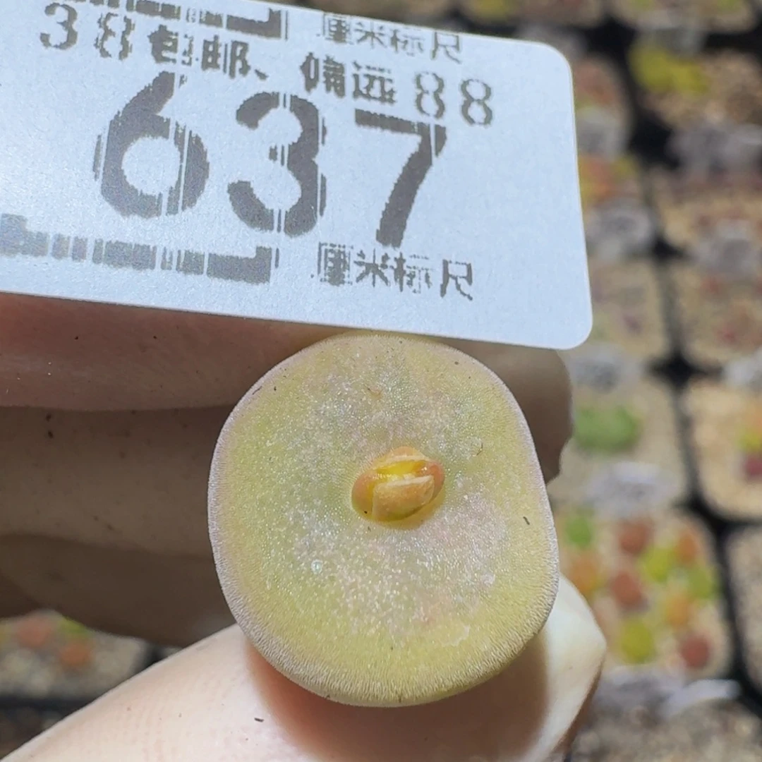 Ssss精品生石花637空卡
