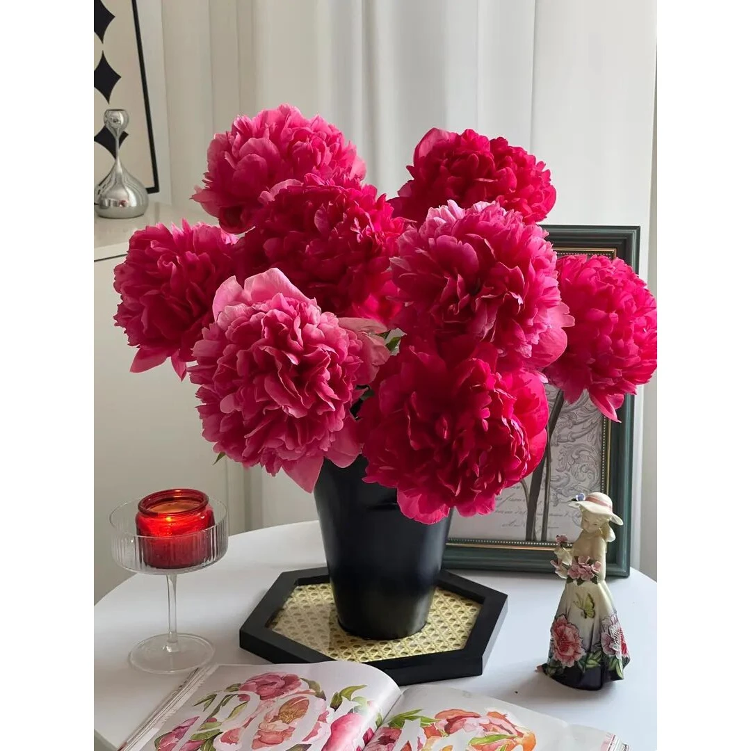 【凝香胭脂】高端芍药新品发布 山东菏泽基地直发 精品盆栽芍药