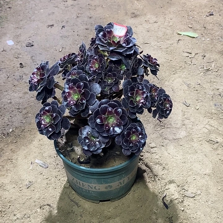 120，紫羊绒136689000000