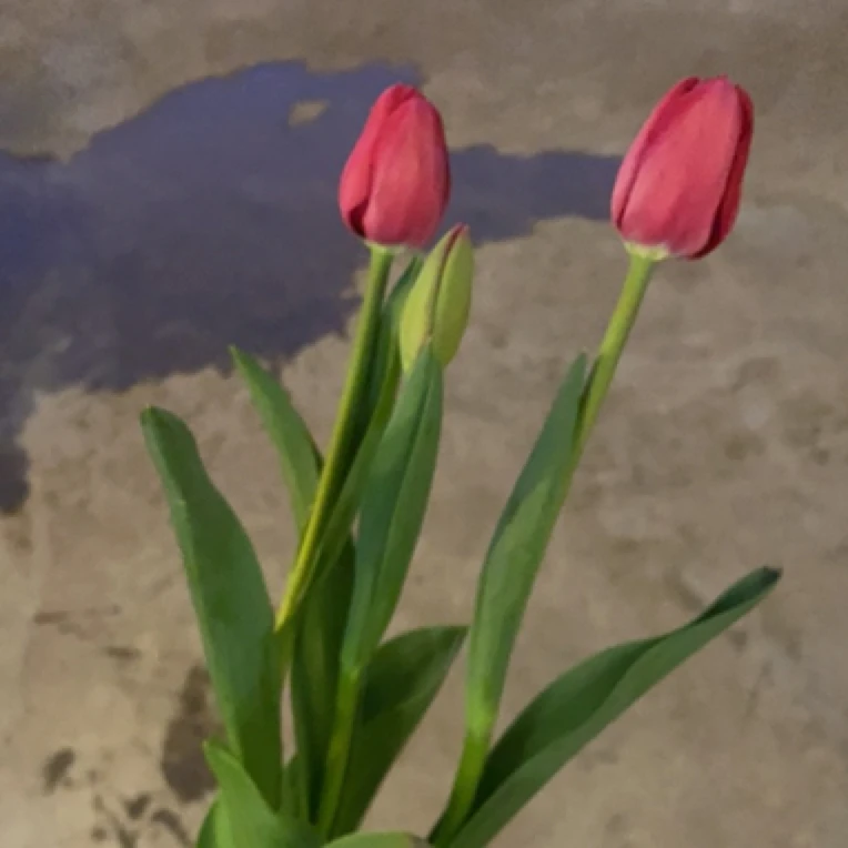 郁金香盆栽三只室内