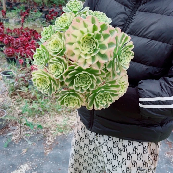 二加伦绿豆沙多肉法师