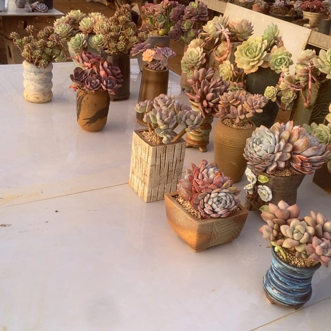 保温箱多肉多肉多肉多肉