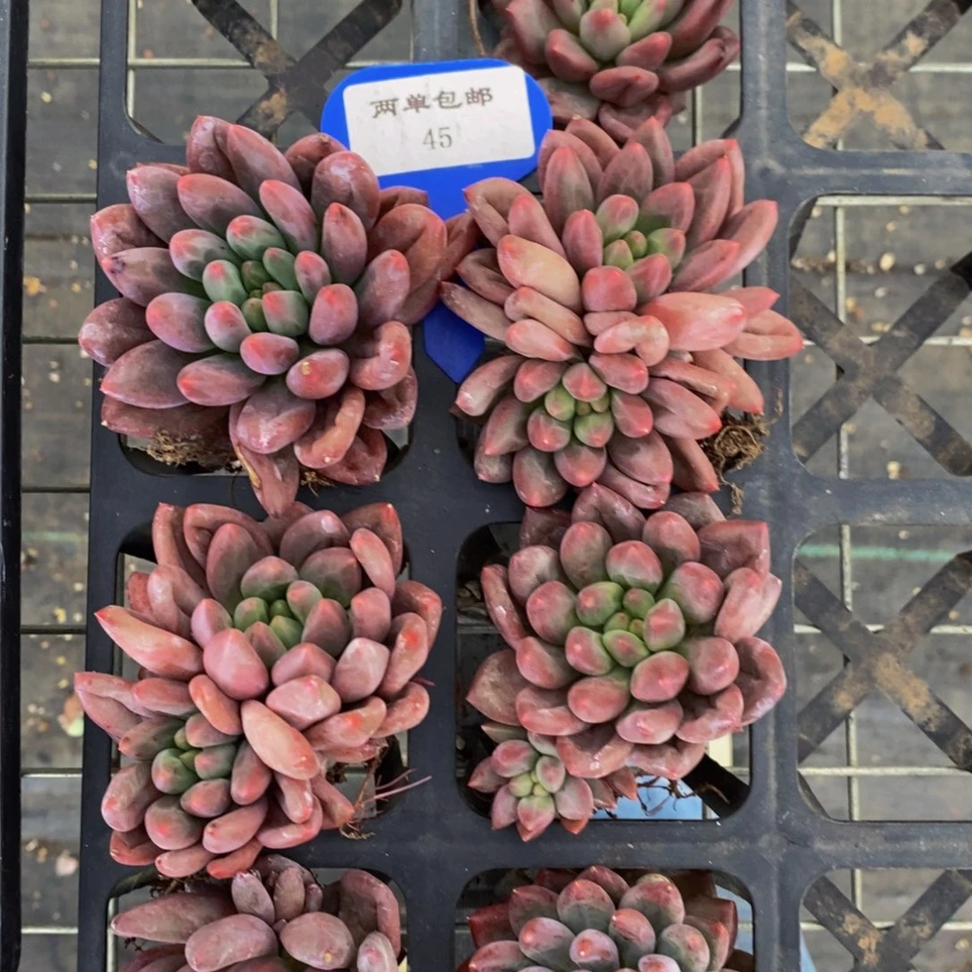 45-精品虞美人买大给小的