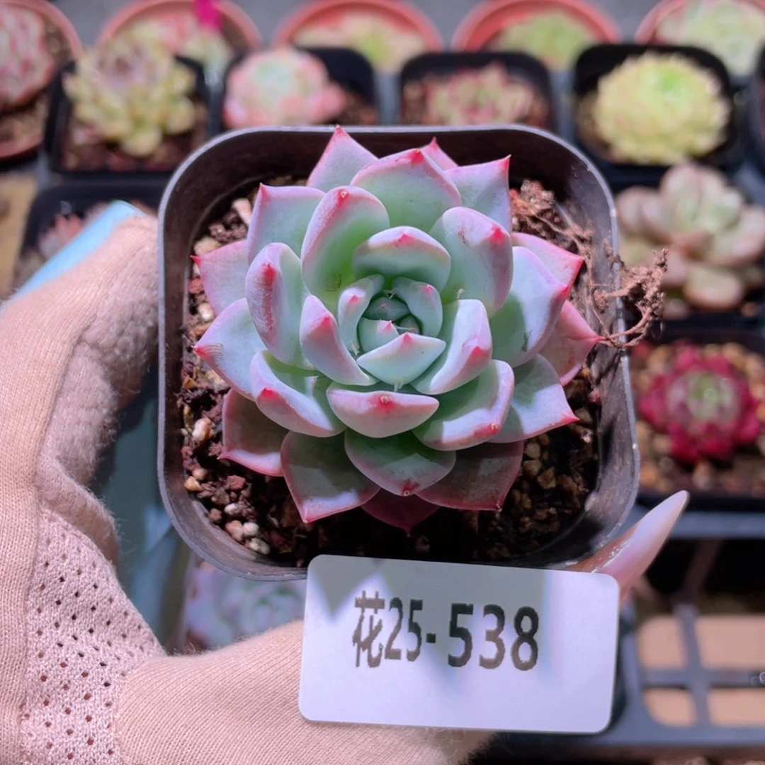 花利美25-538粉蓝鸟