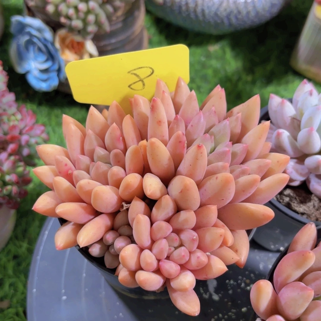 墨*我的小可爱们都好可爱