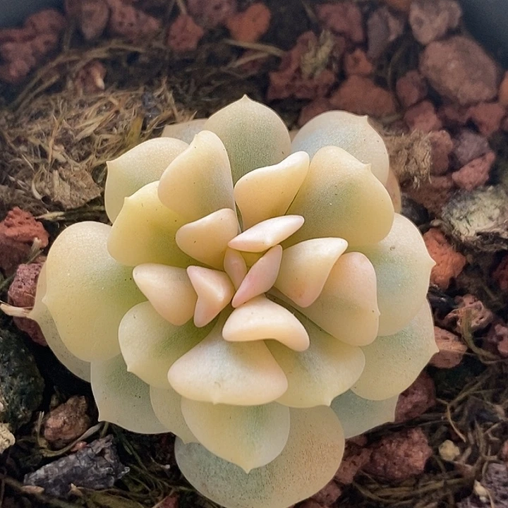 雪精灵复轮锦多肉