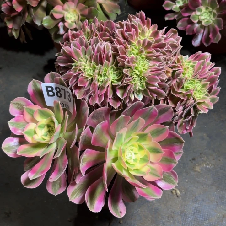 瑞妈多肉植物，873.女巫缀