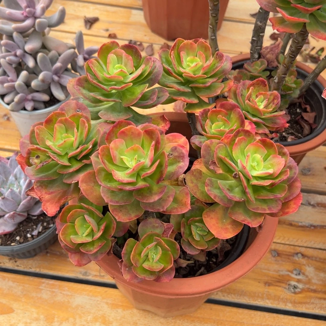 多肉多头红梅【非偏远满18包邮】