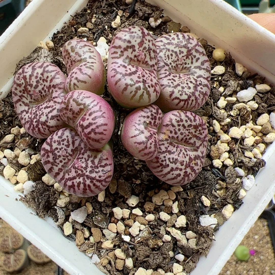 【闪购商品】77 仅今天