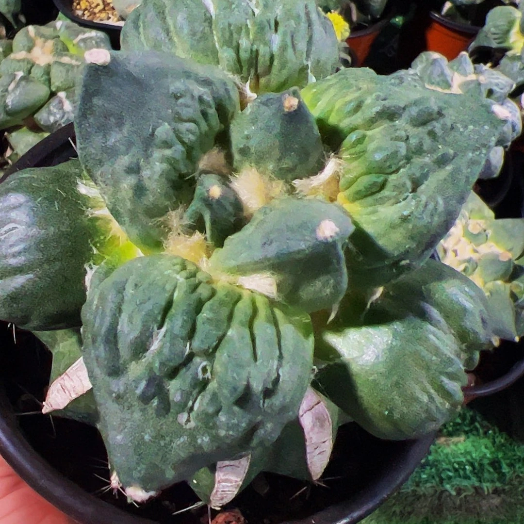 无花朵福利大尤瘤尤怒涛牡丹882