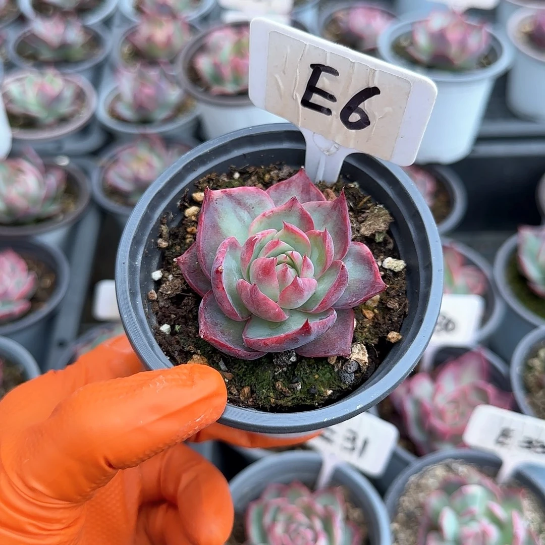 *️****E6惊鸿单头多肉