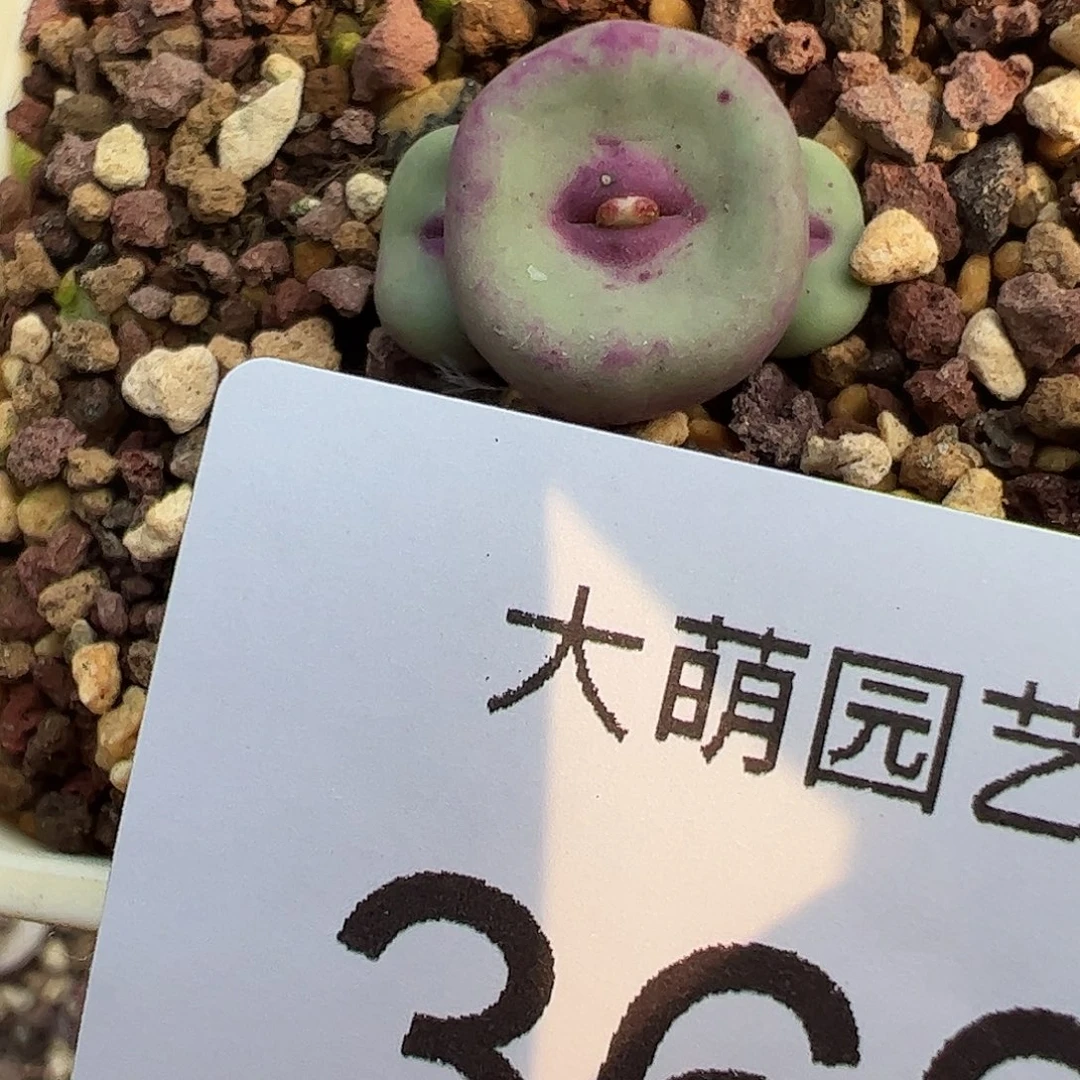 一物一拍脱土发。 363