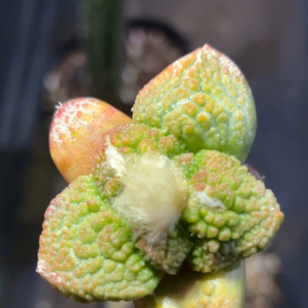 661 仙人球的比赛将