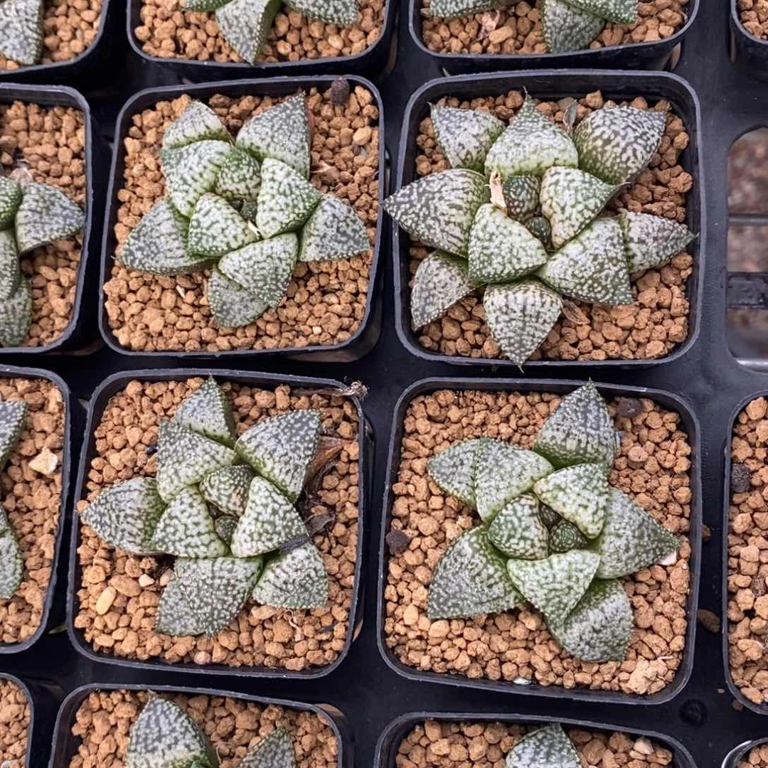 505 一颗深海白银。超级618福利。