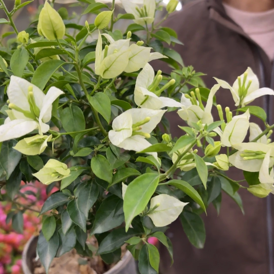 全部花苞（白火焰）三角梅会落花落叶会光杆苗有大有小