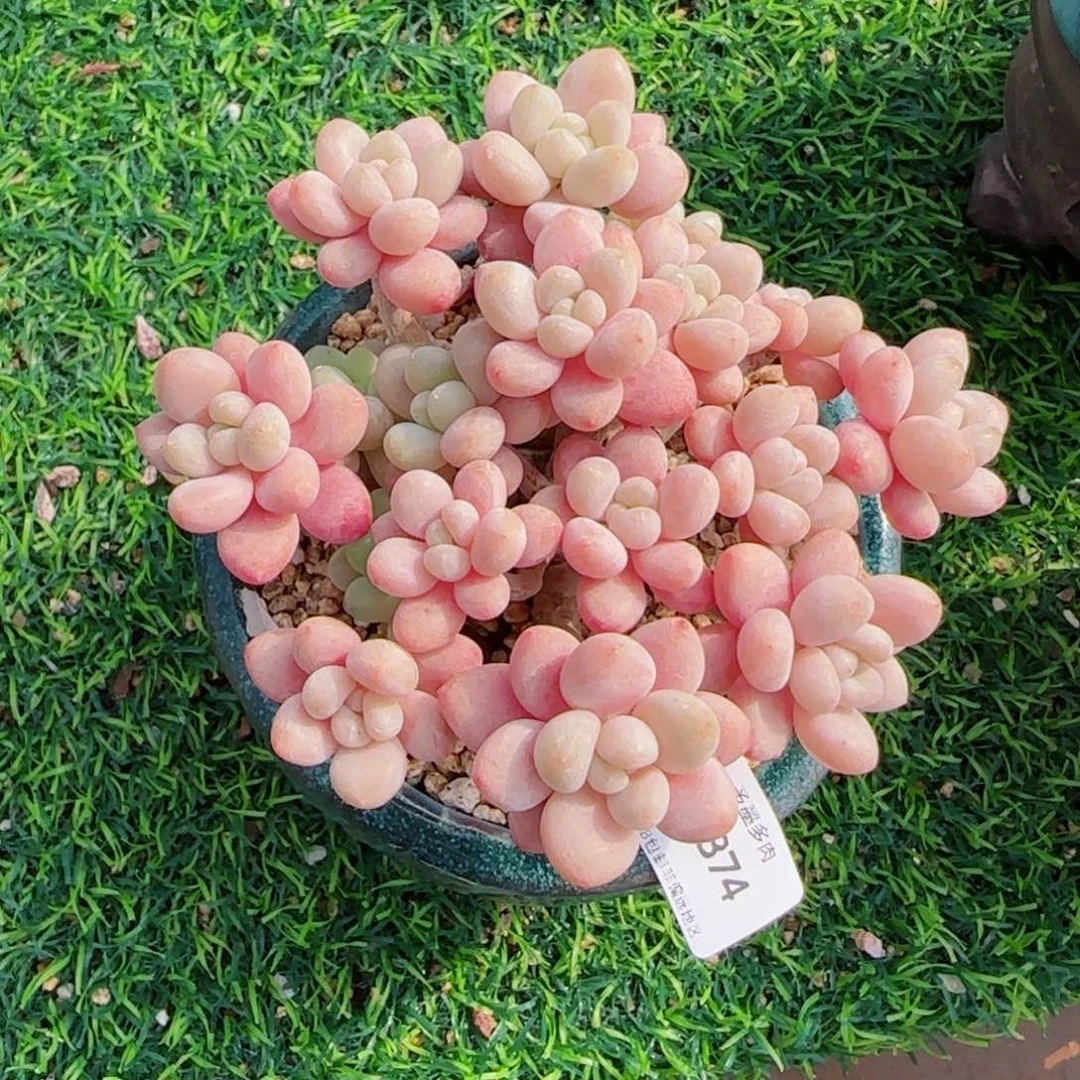 鱼子酱，9374多肉植物