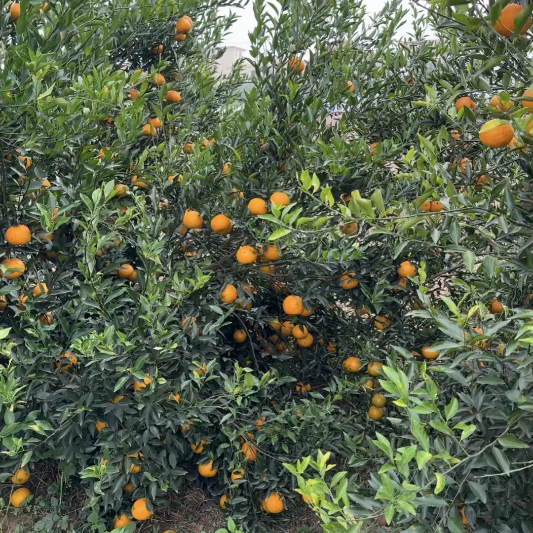 【2025礼乐原生树冬后大红鲜果】现摘鲜果 带果蒂 花香糯甜 清围价