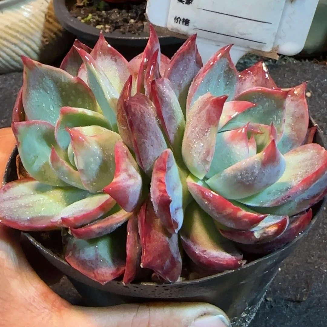 惊鸿一物一拍包装收缩花旱859