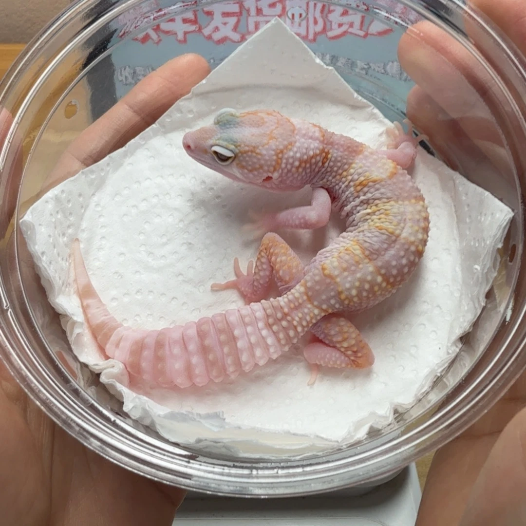 豹纹守宫白黄雪花蜡笔川普妹妹