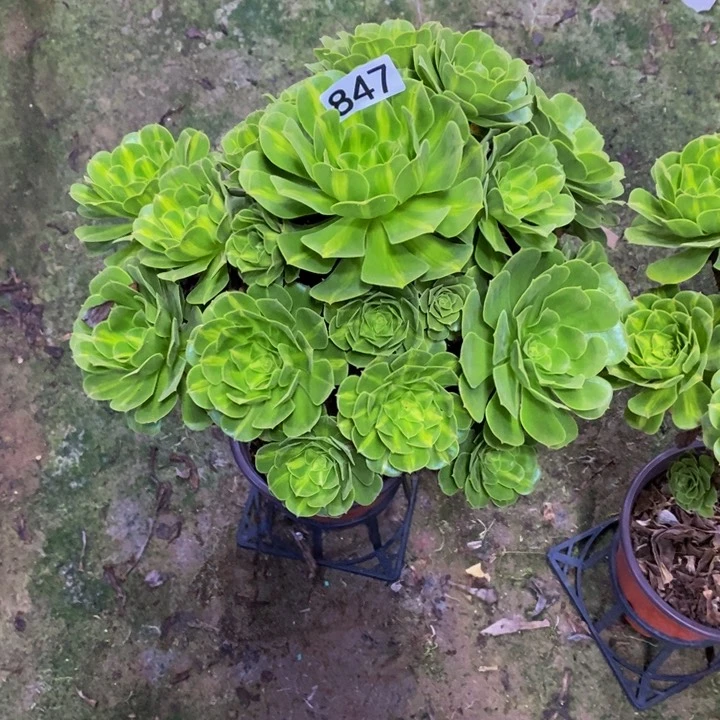 三*翡翠琉璃多肉847