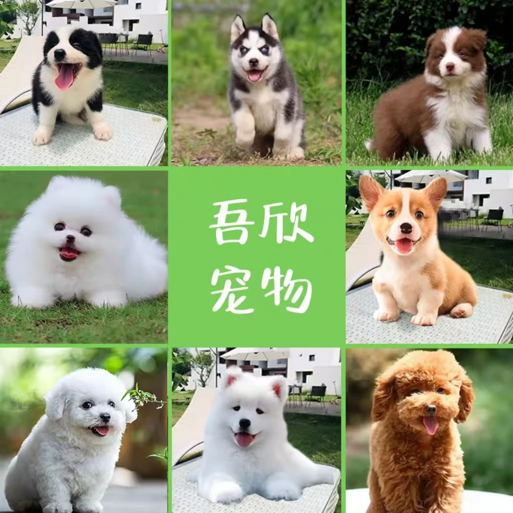 【吾欣宠物】活体狗狗直播链接