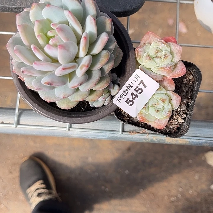 阿雅园艺。       5457两颗