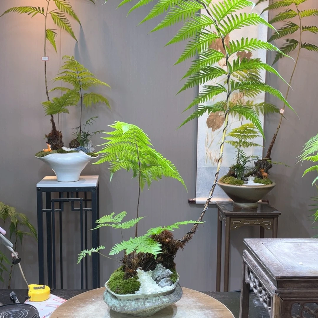 ?****?蕨类植物一组自拍