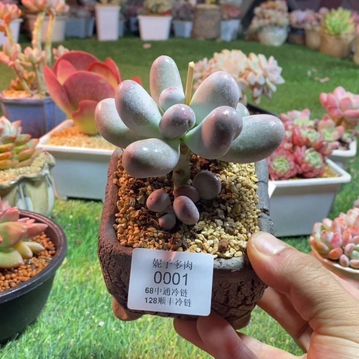 妍***导0001啊啊啊啊啊啊啊啊啊啊