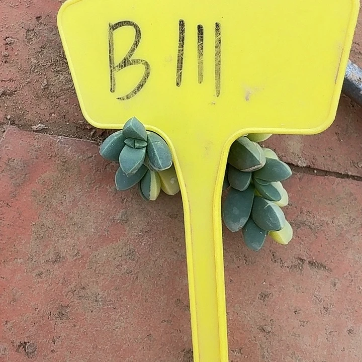 蹦****蹬B111,鹿角海棠一颗
