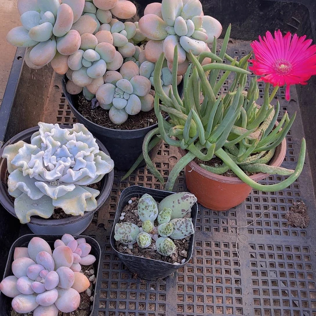 多肉460多肉植物