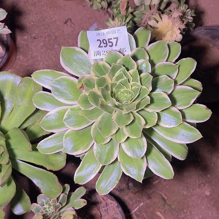 2957绿玫瑰多肉植物