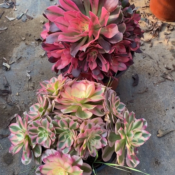 两盆多肉断头不包616