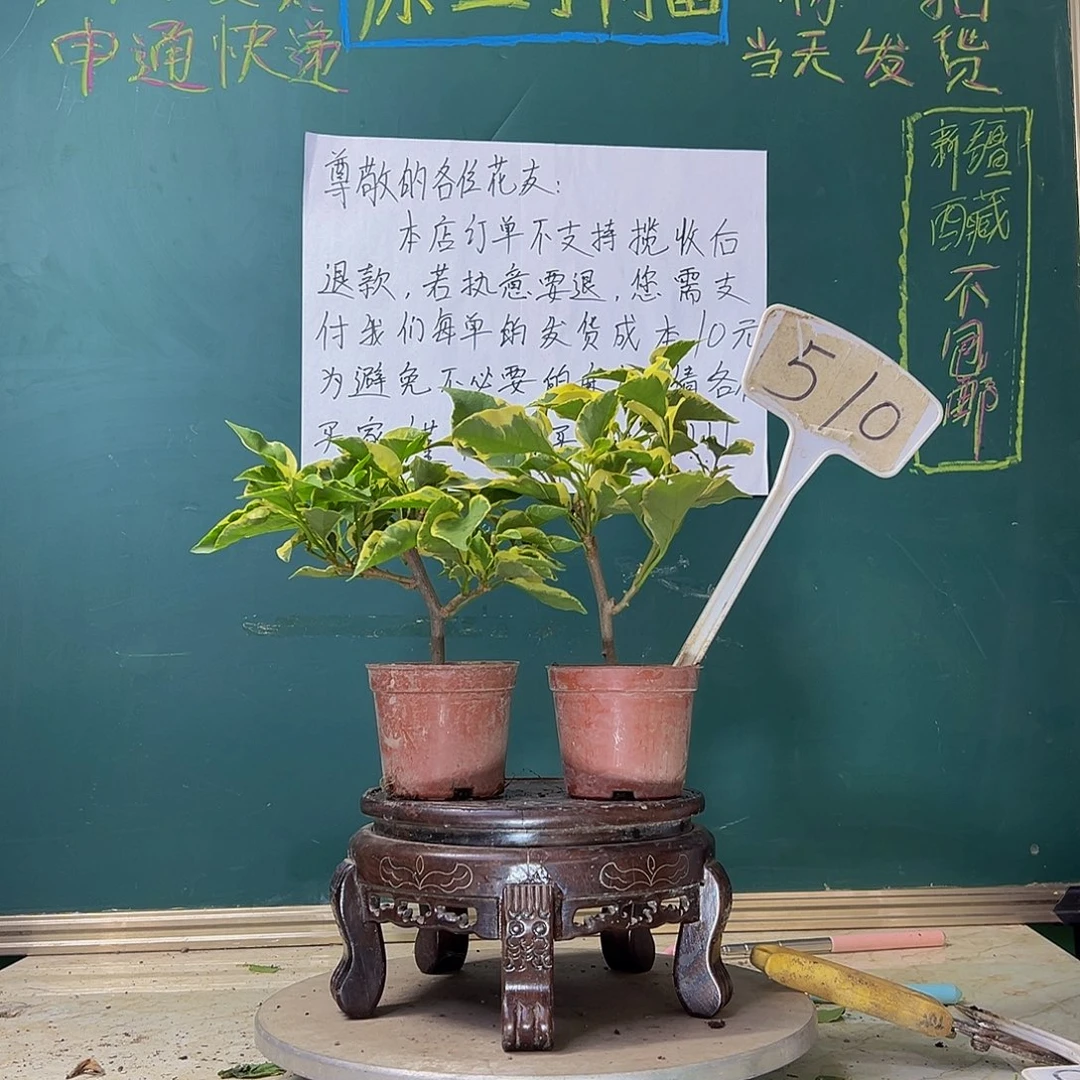 当前无花栽培后可以开花  炸 马斯掌中宝 蜡染粉掌中宝 510