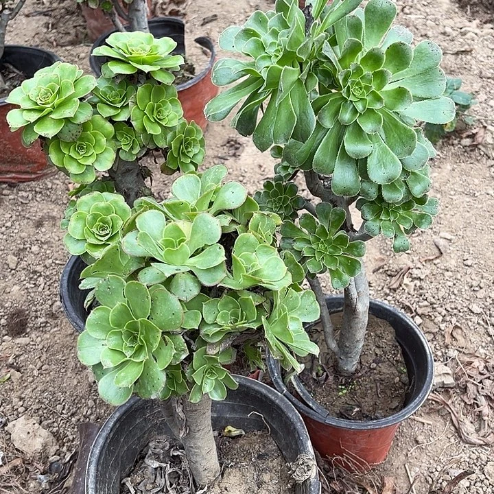 3棵老母本玫瑰玫瑰