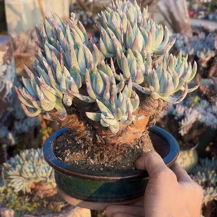 仙女杯多肉植物盆栽